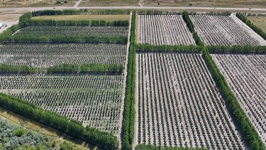 Chile mira hacia la Patagonia por un cultivo que promete millones y expansión récord