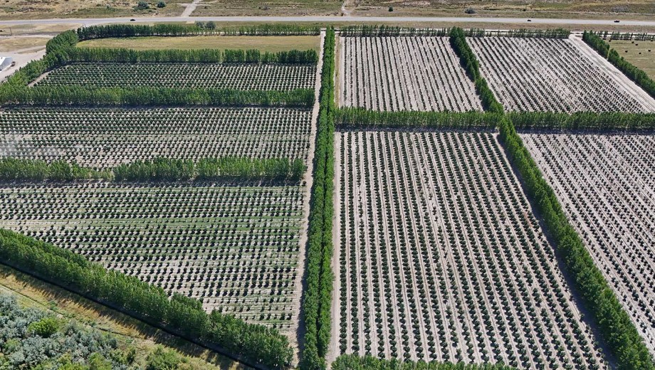 Plantaciones de avellanos en el Valle de Viedma, Río Negro. Foto: Florencia Salto.