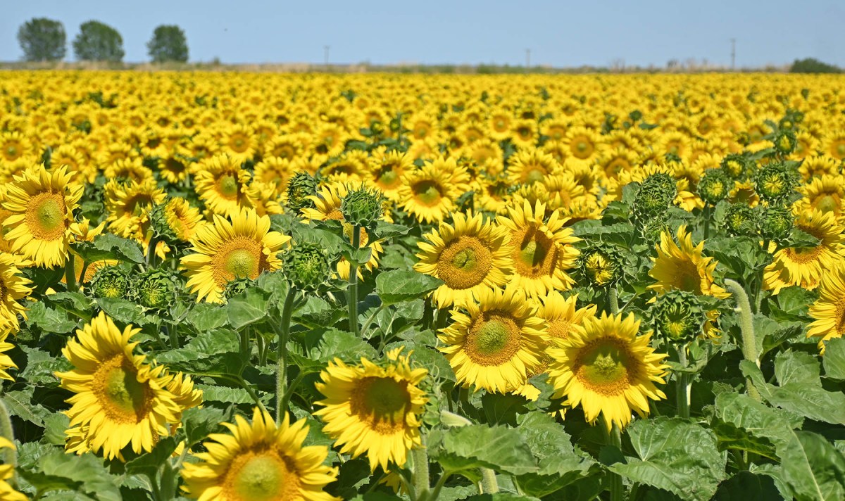 Girasol para producción de semillas en el Valle Inferior del río Negro, uno de los cultivos clave del mosaico productivo. Foto: Florencia Salto.
