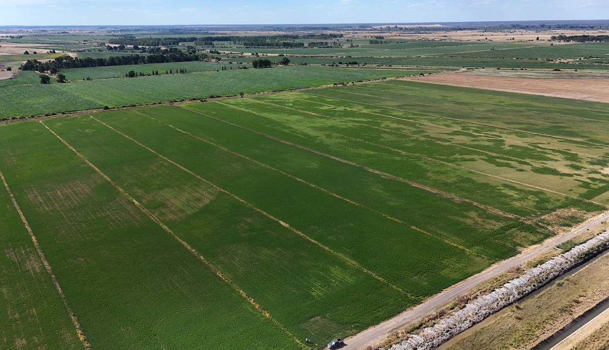 Desde el aire, cuadros de alfalfa en la Patagonia. Foto: Florencia Salto.