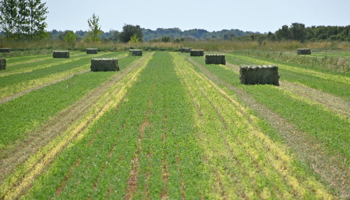 Megafardos de alfalfa para exportación, en Río Negro. Foto: Florencia Salto.