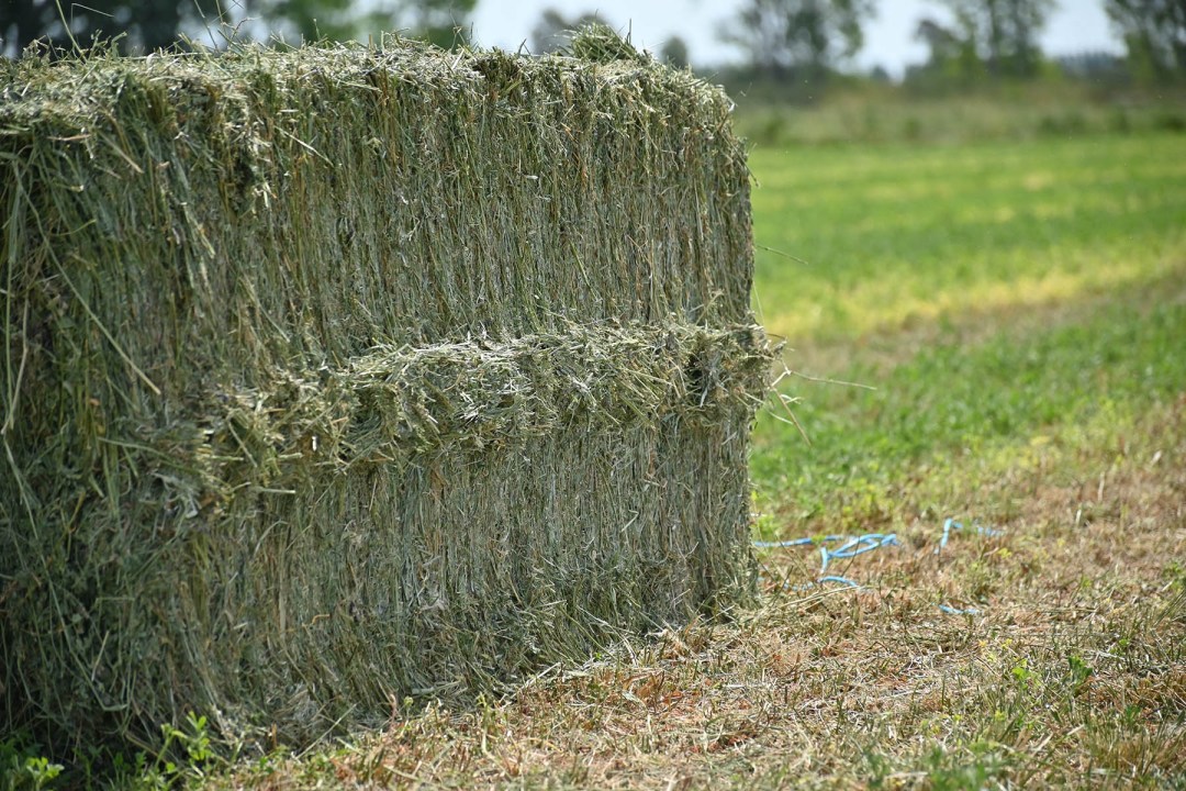 Alfalfa en la Patagonia. Megafardo de buen color y uniforme. Foto: Florencia Salto.