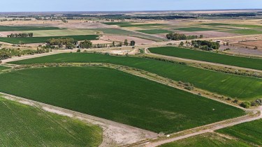 «La reina de las pasturas»: el cultivo de exportación que tiñe de verde el desierto de la Patagonia