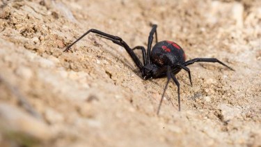 Arañas en Neuquén: claves para identificar a las especies peligrosas y cómo actuar ante una picadura