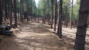 Manejo tardío del pino ponderosa en Patagonia: una estrategia para recuperar valor y reducir riesgos ambientales