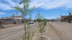 Impulsan la forestación en la Patagonia a través del riego con efluentes