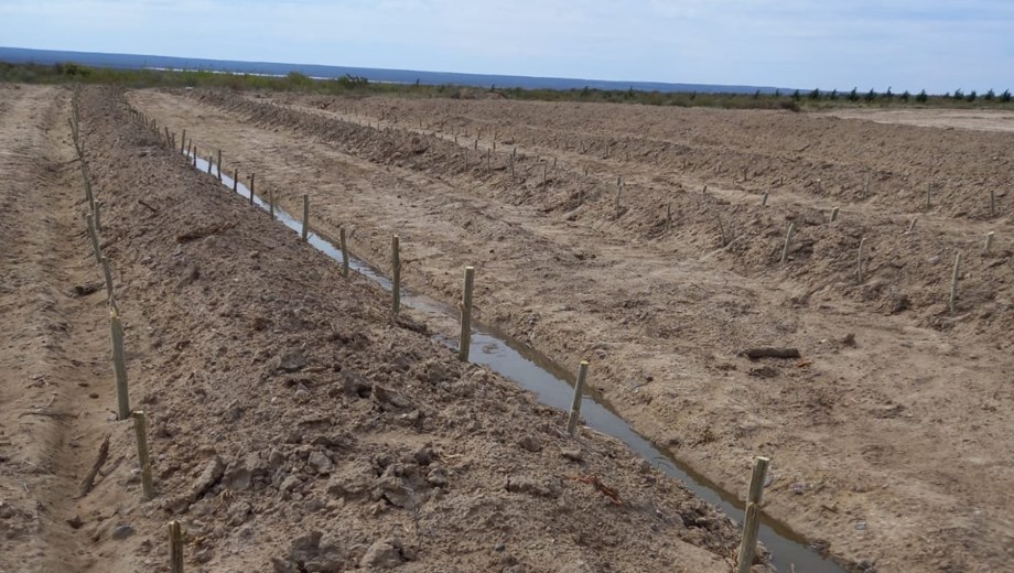 El estaquero donde se preparan las plantas que luego serán llevadas a la ciudad.