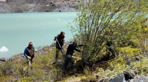El avance de una especie invasora: extraen sauces para proteger la cuenca del río Manso y cuidar el bosque nativo en Bariloche