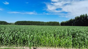 Agro en la Patagonia: en cuatro fotos, así cerraron el 2025 los productores en sus campos