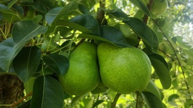 Fruticultura: en vísperas del inicio de la cosecha, emiten un alerta sanitario para el Alto Valle