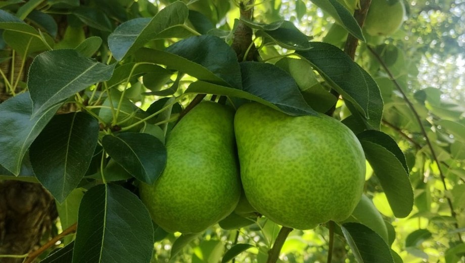 Peras en Río Negro, antes de la cosecha. Foto: gentileza Jeremías Aventín Moretti.