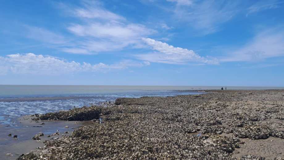 Bancos naturales de ostra del Pacífico en zona intermareal, sur de la provincia de Buenos Aires. Foto: gentileza investigadores