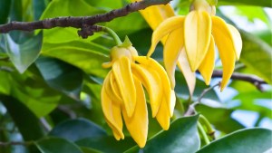 El árbol de crecimiento veloz que aromatiza el jardín y sorprende con flores en forma de estrella