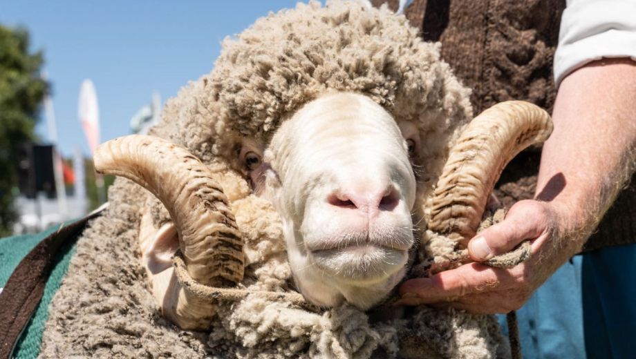Durante las tres jornadas se proponen todas las actividades tradicionales del campo. Foto: gentileza
