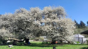 Los imponentes cerezos “abuelos” que deslumbran en la Patagonia