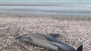 Varamiento de delfines en la costa de Río Negro: dónde aparecieron y qué explican los especialistas