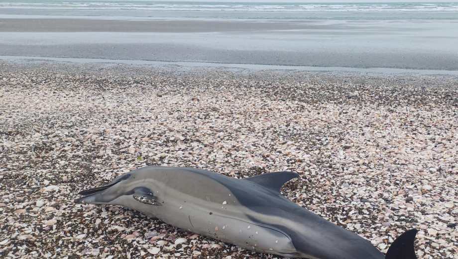 Varamientos de delfines comunes, un fenómeno que se repite en la costa rionegrina. Foto: gentileza.