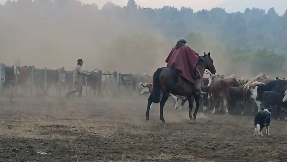El rescate de animales del fuego. Foto: gentileza