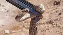 Imagen de Atraparon una yarará en un yacimiento de Vaca Muerta: alerta en Rincón de los Sauces