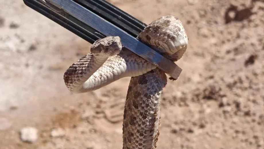 La yarará es una de las dos serpientes autóctonas de Neuquén con "veneno de importancia sanitaria", indicó Salud. Foto: gentileza.