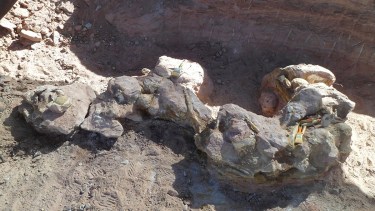 Descubrieron una nueva especie de dinosaurio en Neuquén y restos de otros titanosaurios aún en estudio