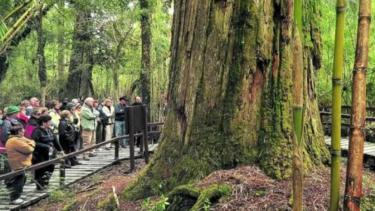 Alivio por «El abuelo» de la Patagonia: el alerce de 2600 años quedó fuera de peligro