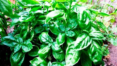 Plantas que ahuyentan insectos: cuáles son las más efectivas para el hogar y cómo usarlas