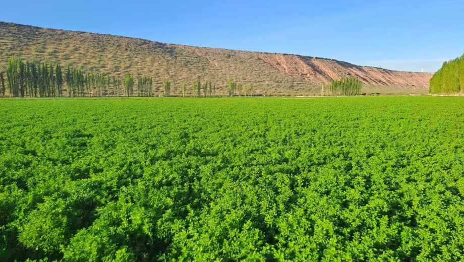 Agricultura en Neuquén: alfalfa en la Patagonia. Foto: gentileza Moisés Zaitsev.