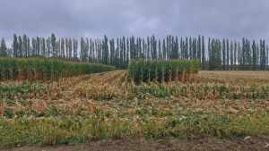 Maíz potencial versus maíz alcanzado: brecha de rendimiento en Río Negro