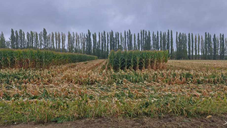 Campo de Hugo Lattanzi con maíz en Río Negro.
