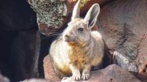 Imagen de El chinchillón, un roedor de las montañas de Neuquén que pocos saben reconocer