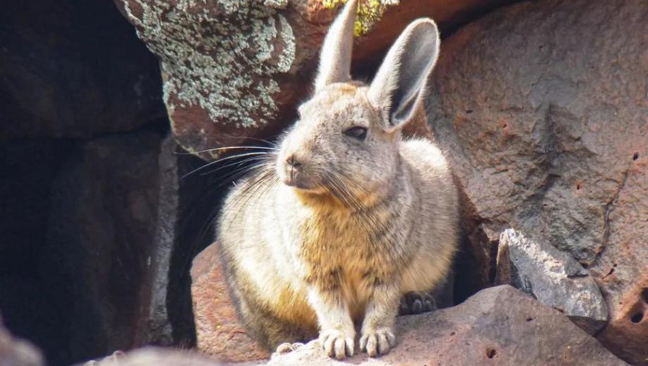 Chinchillón en su hábitat natural, entre rocas y cornisas de altura del norte y centro de la provincia del Neuquén. Gentileza.