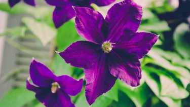 Clematis: cómo esta planta trepadora transforma tu jardín y atrae mariposas