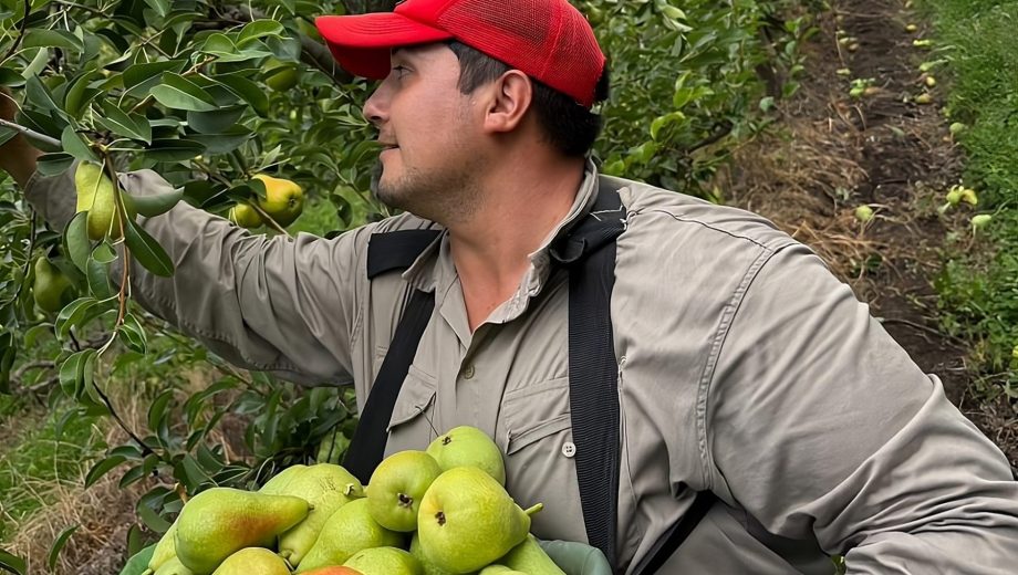Inició la cosecha de peras en el Alto Valle. Foto: Frutas Mi Cielo.