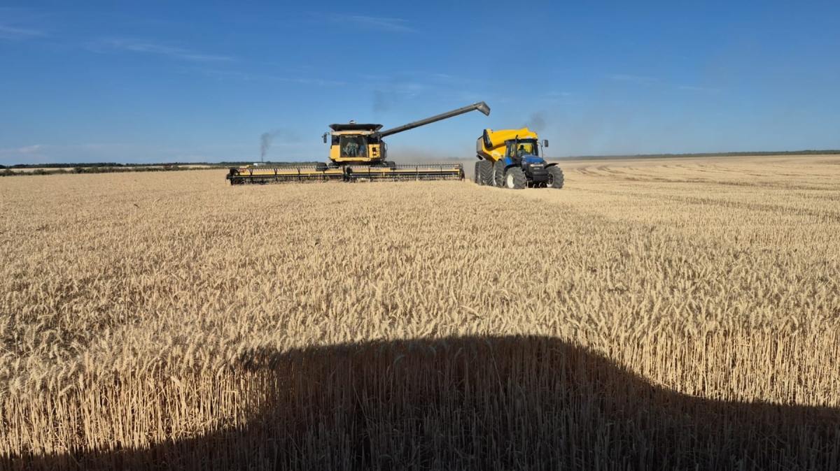Cosecha de trigo en el Valle Medio del río Negro. Foto: gentileza.