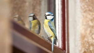 Qué anuncia la visita de pájaros en la ventana, según el Feng Shui y creencias populares
