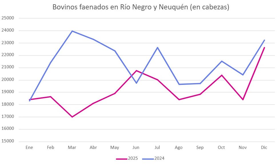 Evolución de faena de bovinos en Río Negro y Neuquén en 2024 y 2025.