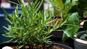 Ni en la cocina ni el living: Dónde colocar la planta de romero para que se mantenga verde y aromática todo el año