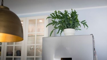 Qué significa que alguien tenga una planta sobre la heladera, según el Feng Shui