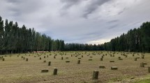 Imagen de Agro en 4 fotos: productores retrataron la segunda semana del 2026 en Río Negro y Neuquén