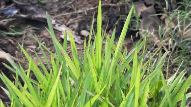 Tres plantas repelentes de mosquitos ideales para el jardín y el balcón