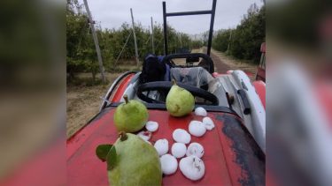 Video | Cayó granizo en Valle Medio: reportan daños en peras y manzanas, ¿cómo sigue la alerta por tormentas en Río Negro?