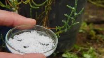 Imagen de Para qué sirve poner sal en la tierra de las plantas y cuándo puede ser perjudicial para el jardín