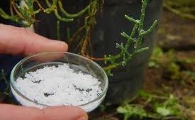 Para qué sirve poner sal en la tierra de las plantas y cuándo puede ser perjudicial para el jardín