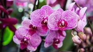 Flores que transforman la piel: cuáles son las más usadas en cosmética para cuidar, regenerar y equilibrar