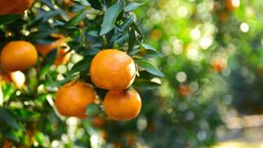 Cultivá mandarinos: el árbol «todo terreno» que adorna y purifica tu hogar