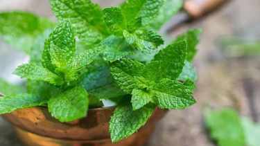 Menta fresca todo el verano: cuidados esenciales para mantener su aroma y vitalidad