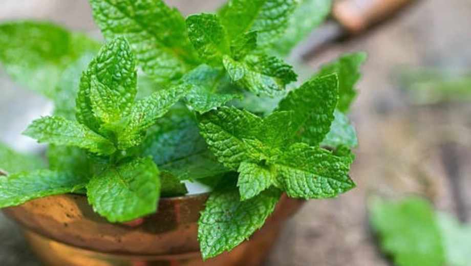 Guía de cuidados para la menta, en casa.-