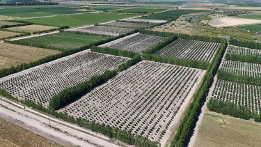 1.000 hectáreas: son de Buenos Aires y armaron un «mosaico» productivo en la Patagonia, con girasol y avellanos como estrellas