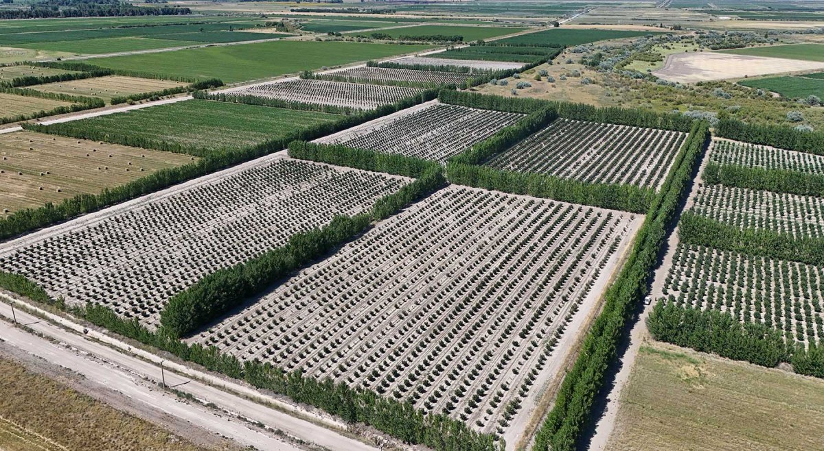 Vista aérea de un mosaico productivo en el Valle Inferior del río Negro, con avellanos, agricultura bajo riego y ganadería. Foto: Florencia Salto.